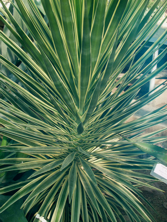 Yucca filamentosa variegata.JPG