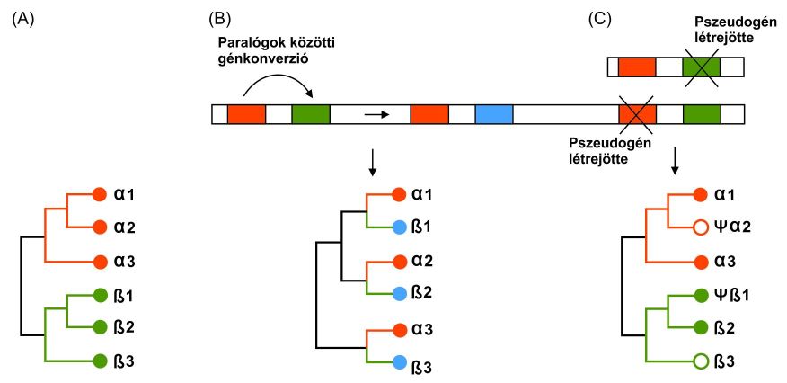 A duplikált gének sorsának lehetséges alakulása (A: Divergens evolúciós modell; B: Együttes evolúciós modell; C: “Születés és halál” modell).