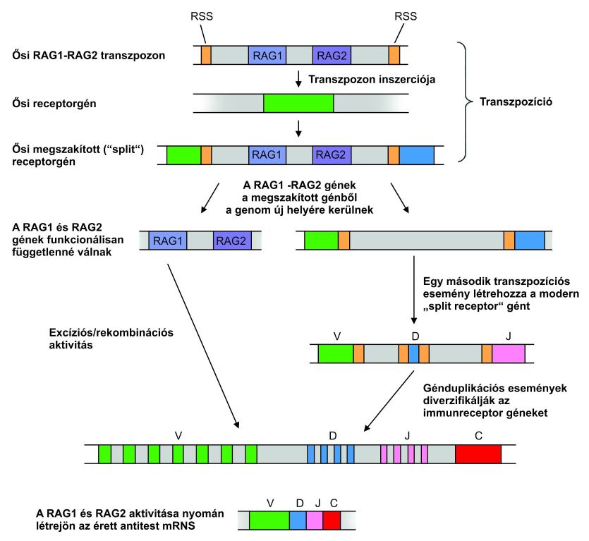 Transzpozíció szerepe a modern immunreceptor-gének kialakulásában (részletek a szövegben)