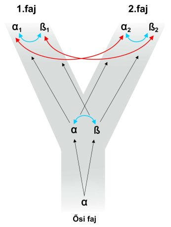 Ortológia és paralógia (a piros nyilakkal jelzett génpárok ortológok, a kékkel összekapcsoltak paralógok)