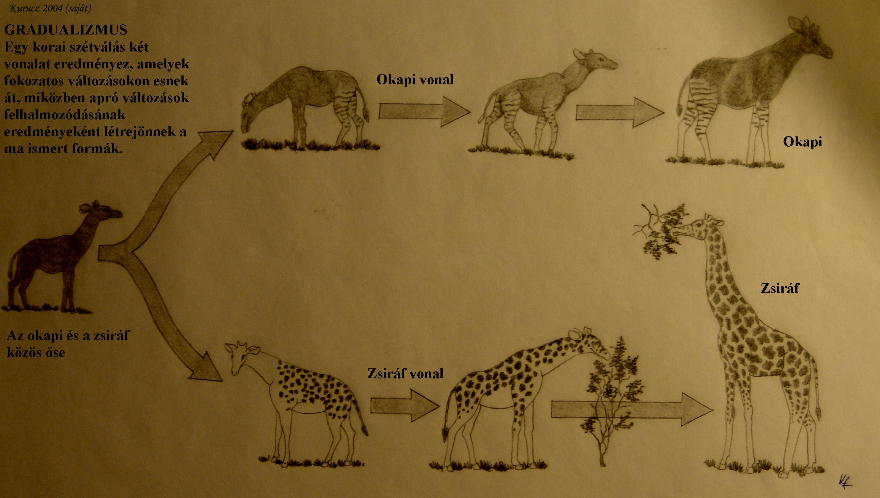 Kladogenezis és anagenezis: az okapi és zsiráf közös ősének populációja kettéválik és differenciálódik. Ez a lépés kladogenezis. A szeparált vonalakon belüli változásokat anagenezisnek hívjuk.