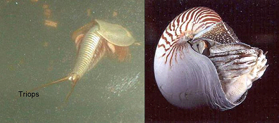 Triops pajzsosrák és Nautilus: eleven fosszíliák