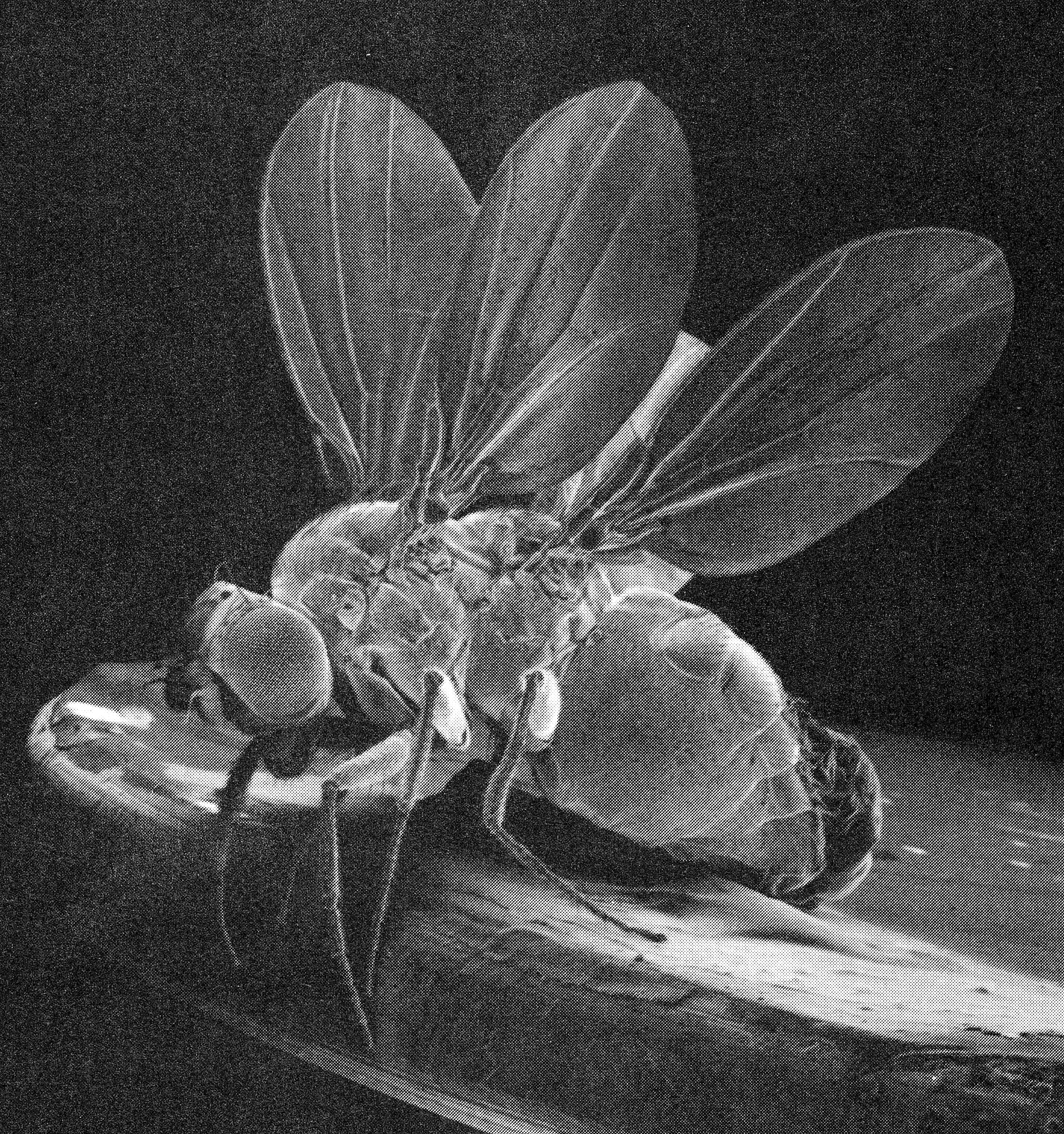 A híres négyszárnyú Drosophila – tripla homeotikus mutáns