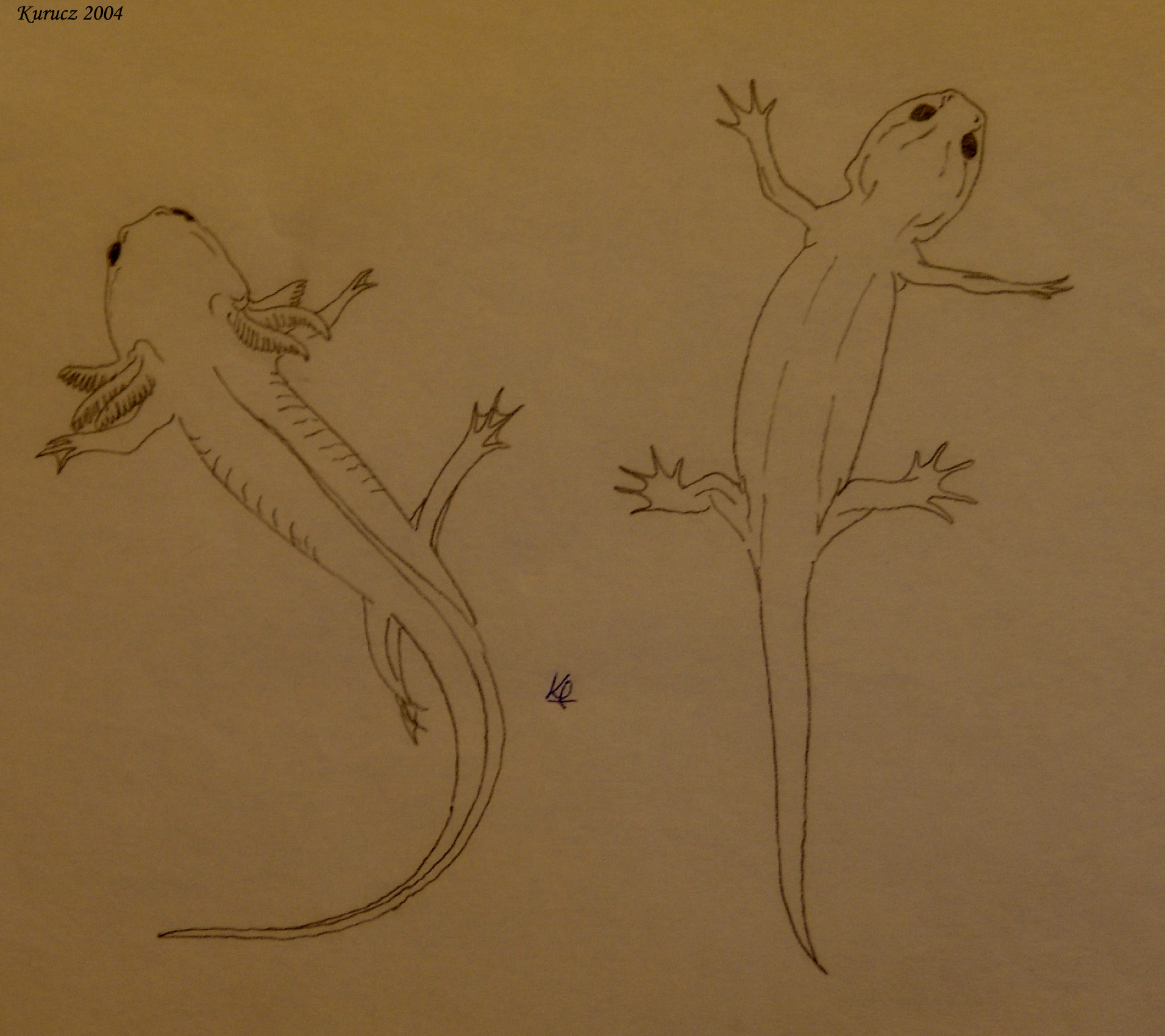 Az axolotl indukált metamorfózisa. A baloldali egyed az axolotl normális egyede, a jobboldalit tiroxinnal kezelték, előidézve metamorfózisát