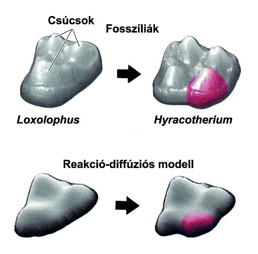 A fogak alakjának megváltozása a fosszíliákban és egy elfogadott fejlődésbiológiai modell (a reakció-diffúziós modell) alapján