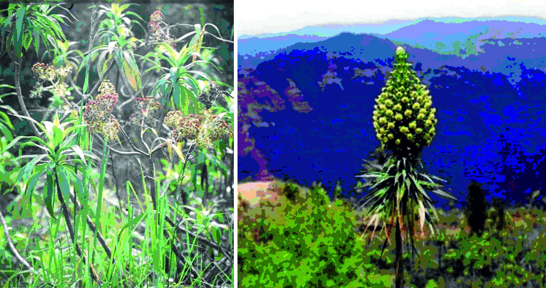 Dubautia és Wilkesia: a Hawaii-szigetek napraforgó-rokonságba tartozó növényei