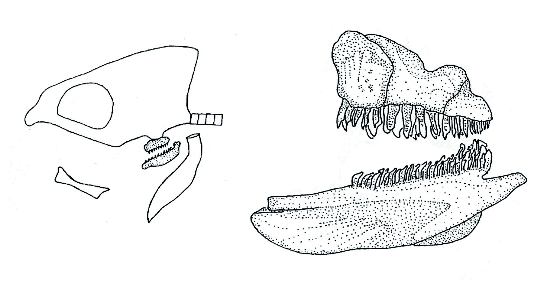 A bölcsőszájú halak zsigeri állkapcsa és annak elhelyezkedése a koponyában