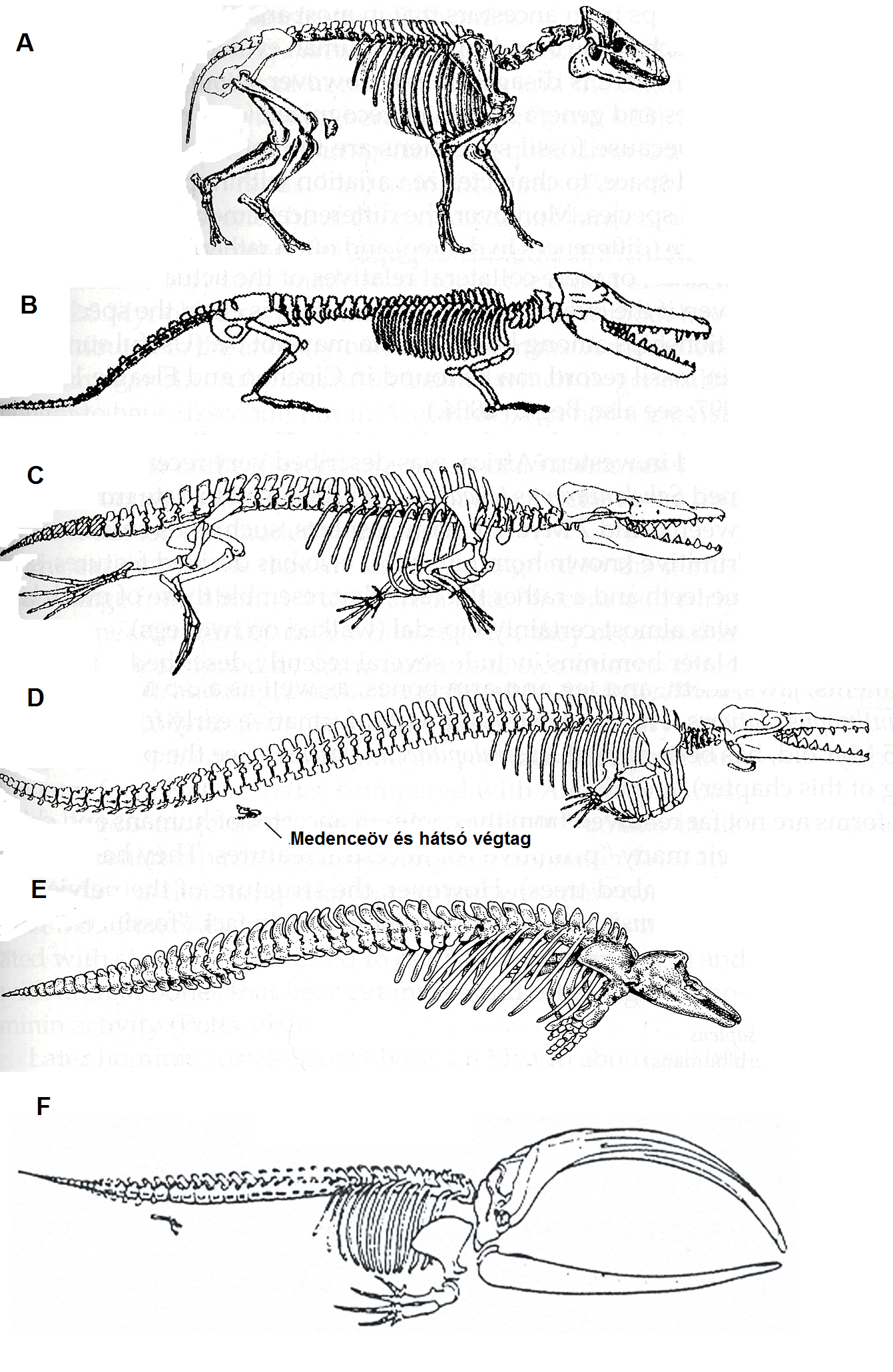 A bálnák fejlődésének valószínű stádiumai. A: A vízilószerű, oligocénben élő Elomeryx párosujjú patáshoz hasonló lehetett a bálnák őse; B: A "kétéltű" életmódot élő Ambulocetus sekély vizeket lakott, lábait úszásra használta. Ujjai kis patákban végződtek; C: a középső eocénben élő Rhodocetus elsősorban a hátsó lábait használta úszásra, bokacsontjai még a párosujjú patásokéra emlékeztettek. A medenceöv gyenge volt, nem valószínű, hogy az állat szárazföldön huzamosabban mozoghatott; D: a Dorudon a középső-késő eocén időszakban már biztosan vízben élt, az előrehaladáshoz farkát használta, a medenceöv és a hátsó láb elvesztette kapcsolatát a gerincoszloppal, gyakorlatilag teljesen elcsökevényesedett; E: modern fogascet a Phocoena phocoena delfin. Orrlyukai már teljesen a fejtetőre tolódtak, hátsó végtagja teljesen eltűnt; F: recens sziláscet csontváza a medenceöv elcsökevényesedett maradványaival. (Gingerich, Muizon, Haver és Raff nyomán)
