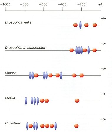 A bicoid fehérje kötőhelye különbözök a fajokban, amihez a fehérje „hozzáidomult”. A különböző fajok fehérjéje nem köt más fajok enhenszereihez tökéletesen. Piros hatszög: „klasszikus” TATA core-szekvencia, kék oválisok: különböző más core szekvenciák