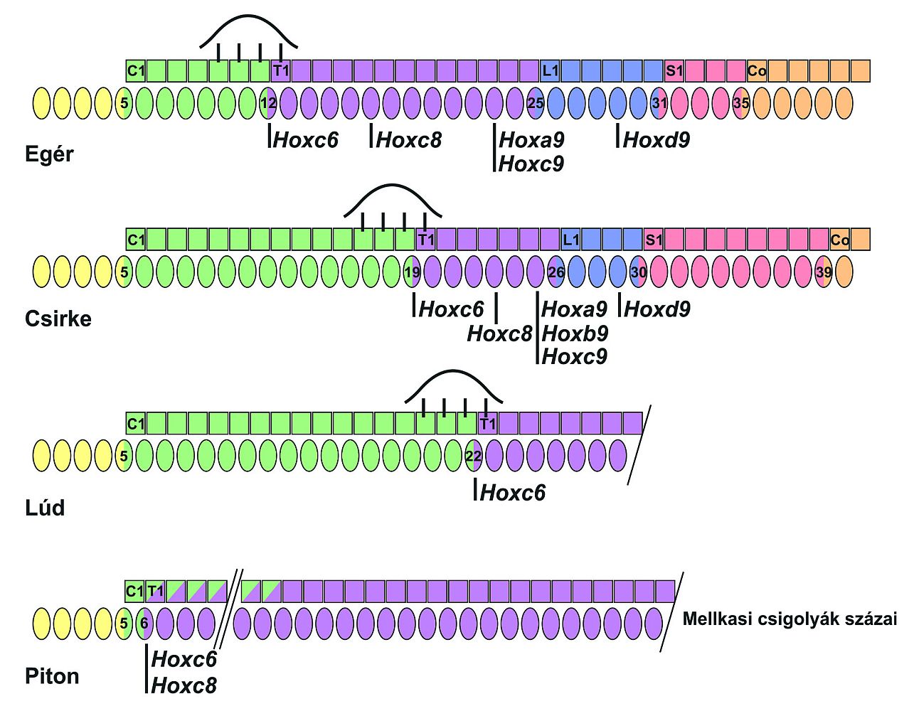A végtagok elhelyezkedése és a testtagolódás szempontjából fontos Hox gének kifejeződési mintázatai