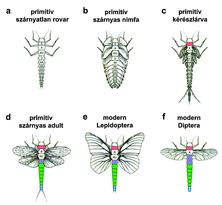 A rovarok testfelépítésének változása