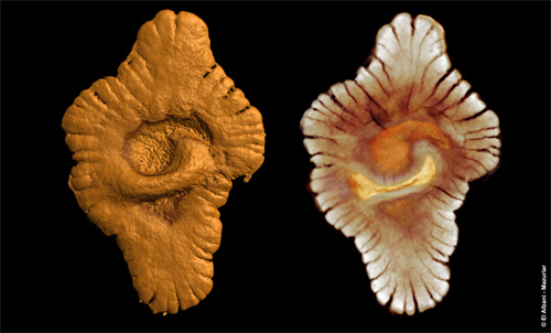 Gaboni 2,1 milliárd éves Metazoa fosszíliák