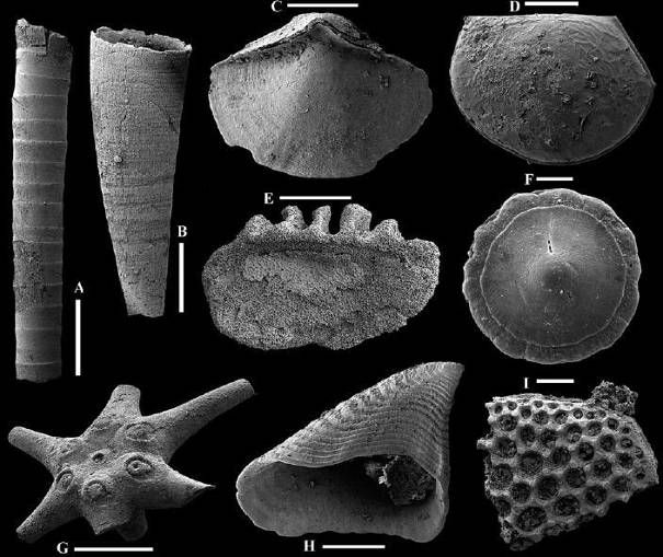 Kis kagylós fosszíliák