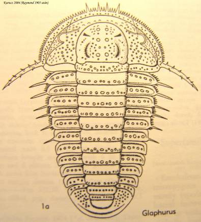 Glaphurus pustulatus - (Trilobitomorpha)/középső-ordovícium/Méret:2 cm
