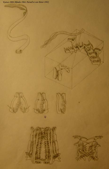 Conodonták: bal felső sarok: régebbi rekonstrukció. Lejjebb: Vogelnathus Campbellii rekonstrukciója és „állkapcsainak” mozgása. Bal alsó sarok: Lachriea „állkapcsa” (töredékei: Hindeodella, Prioniodina, Spathognathadus neoprioniodus). Jobb alsó sarok: Duboisella (töredékei: Hibbordella, Ligonodina, Metalonchodina, Lonchodina, Neoprioriidus)