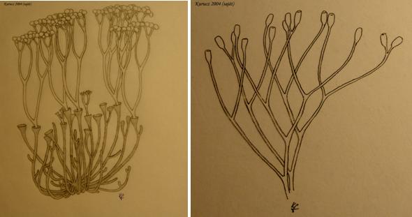 Bal: Cooksonia sporofiton (fent) és aminek gametofitonja a Scyadophyton (szürke). Jobb: Steganotheca striata- (Rhyniophytophyta) /felső-szilur/