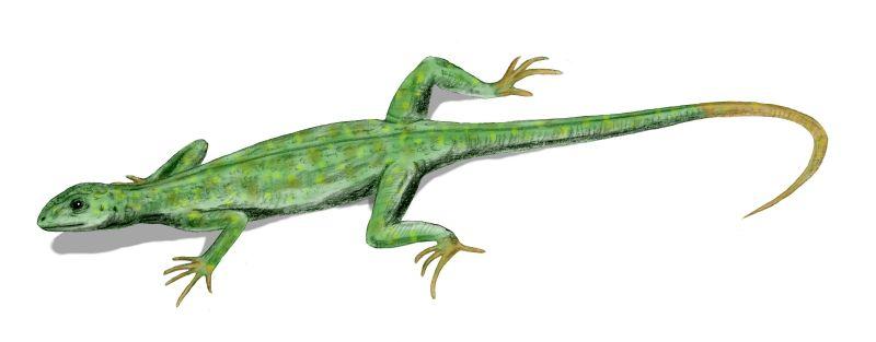 Petrolacosaurus: felső karbon, a Diapsidák feltételezett őse.