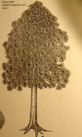 Arberia - (Glossopteris) rekonstrukciója (Arberiales „magvas páfrány”)/perm/ Maximális magasság: 15 m