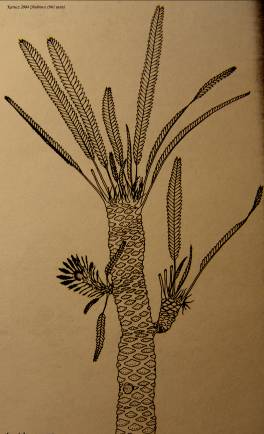 Williamsonia Sewardiana- (Benetitopsida)/jura/Természetes nagyság:5-6 m